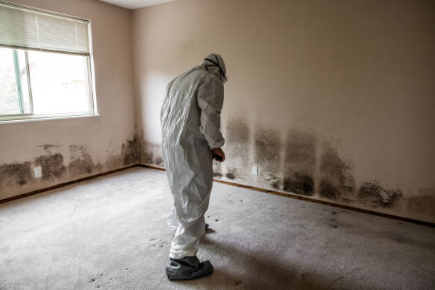 Best Water Damage & Mold Remediation  in Bowmanstown, PA